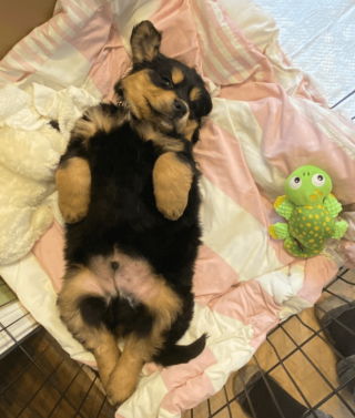 Article infographic: 13 lovable animal pictures that will make you discover the definition of the word 