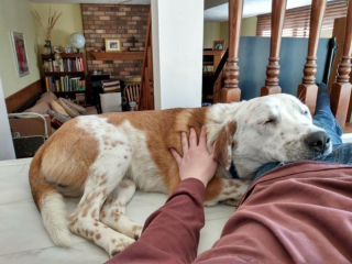 Article infographic: 13 lovable animal pictures that will make you discover the definition of the word 