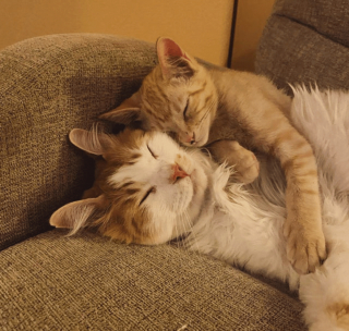 Article infographic: 13 lovable animal pictures that will make you discover the definition of the word 