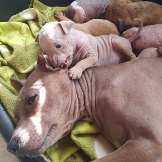 Illustration de l'article : 18 animaux qui n'étaient pas totalement prêts à devenir parents