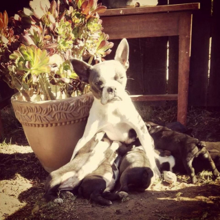 Illustration de l'article : 18 animaux qui n'étaient pas totalement prêts à devenir parents