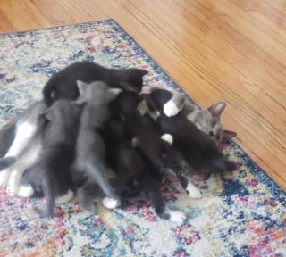 Illustration de l'article : 18 animaux qui n'étaient pas totalement prêts à devenir parents
