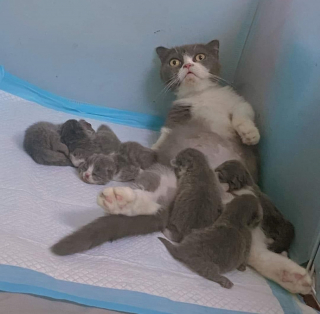 Illustration de l'article : 18 animaux qui n'étaient pas totalement prêts à devenir parents