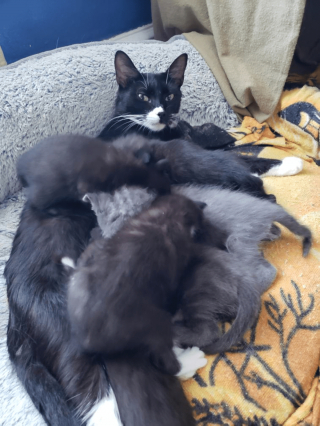 Illustration de l'article : 18 animaux qui n'étaient pas totalement prêts à devenir parents