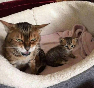 Illustration de l'article : 18 animaux qui n'étaient pas totalement prêts à devenir parents