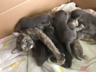 Illustration de l'article : 18 animaux qui n'étaient pas totalement prêts à devenir parents