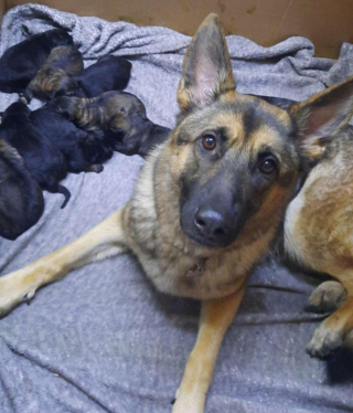 Illustration de l'article : 18 animaux qui n'étaient pas totalement prêts à devenir parents