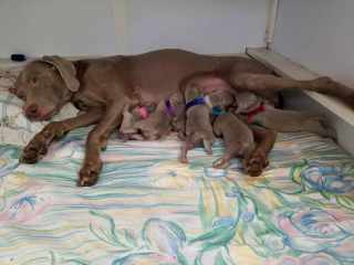 Illustration de l'article : 18 animaux qui n'étaient pas totalement prêts à devenir parents