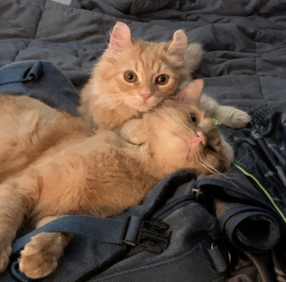 Illustration de l'article : 18 animaux qui n'étaient pas totalement prêts à devenir parents