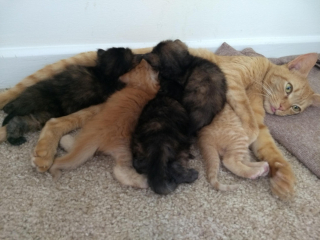 Illustration de l'article : 18 animaux qui n'étaient pas totalement prêts à devenir parents