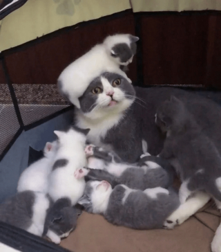 Illustration de l'article : 18 animaux qui n'étaient pas totalement prêts à devenir parents