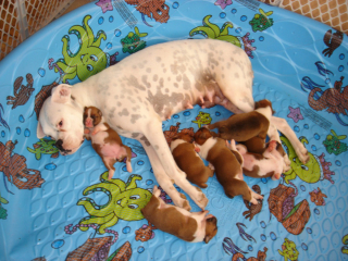 Illustration de l'article : 18 animaux qui n'étaient pas totalement prêts à devenir parents