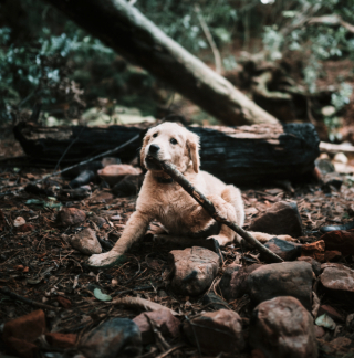 Illustration de l'article : Un simple bâton et une partie de jeu qui tourne mal, c’est ce qui a failli coûter la vie à ce jeune Labrador