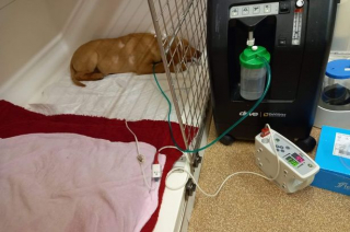 Illustration de l'article : Un simple bâton et une partie de jeu qui tourne mal, c’est ce qui a failli coûter la vie à ce jeune Labrador