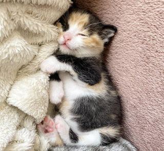 Illustration de l'article : Une chatte prend son rôle de famille d’accueil très au sérieux et s’occupe d’un chaton rescapé