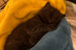 Illustration de l'article : Après avoir été trouvé dans une rivière, ce chaton ne voulait ne voulait ni boire ni manger