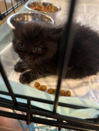 Illustration de l'article : Après avoir été trouvé dans une rivière, ce chaton ne voulait ne voulait ni boire ni manger