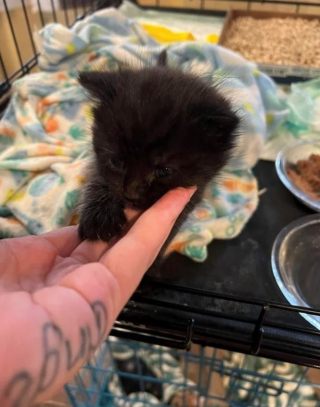 Illustration de l'article : Après avoir été trouvé dans une rivière, ce chaton ne voulait ne voulait ni boire ni manger