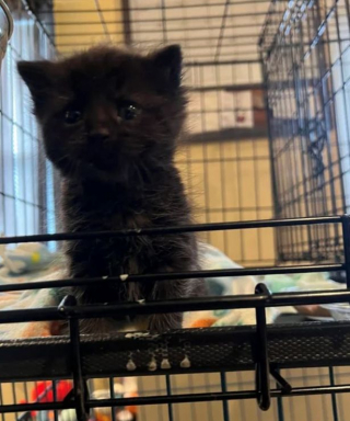 Illustration de l'article : Après avoir été trouvé dans une rivière, ce chaton ne voulait ne voulait ni boire ni manger