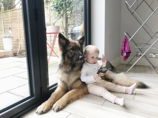 Illustration de l'article : Un Berger Allemand espiègle s’assagit en faisant la rencontre de sa petite sœur humaine (vidéo)