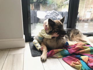 Illustration de l'article : Un Berger Allemand espiègle s’assagit en faisant la rencontre de sa petite sœur humaine (vidéo)