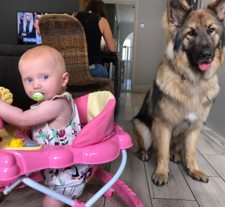 Illustration de l'article : Un Berger Allemand espiègle s’assagit en faisant la rencontre de sa petite sœur humaine (vidéo)