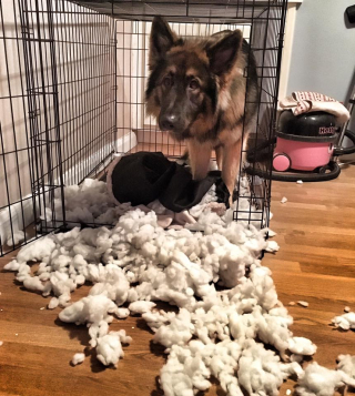 Illustration de l'article : Un Berger Allemand espiègle s’assagit en faisant la rencontre de sa petite sœur humaine (vidéo)