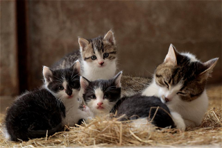 Illustration de l'article : Une association fait la triste découverte de 33 chats et 12 chatons dans une maison abandonnée