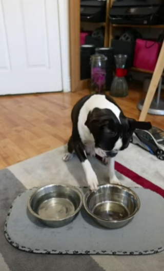 Illustration de l'article : Un chien mis au régime amuse et émeut les internautes dans une vidéo devenue virale