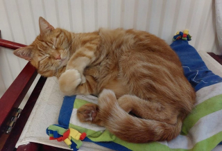 Illustration de l'article : Un homme consulte par hasard un site de vente immobilière et découvre son chat sur les photos