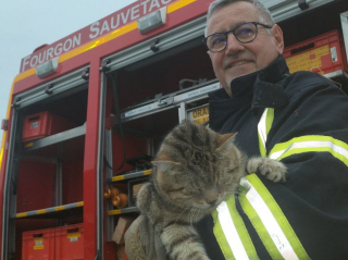 Illustration de l'article : Un chat se retrouve coincé dans un espace incroyablement étroit et appelle au secours