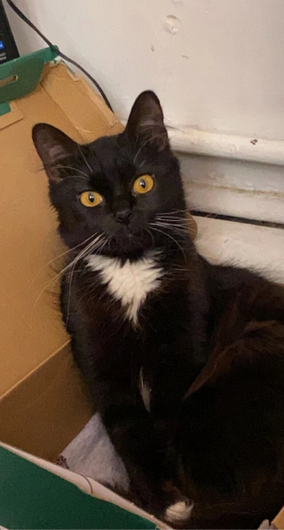 Illustration de l'article : 2 chatonnes atteintes d'un syndrome très rare peuvent compter sur le soutien infaillible de leur maîtresse