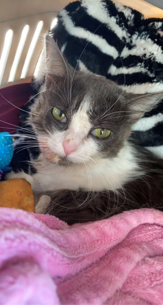 Illustration de l'article : 2 chatonnes atteintes d'un syndrome très rare peuvent compter sur le soutien infaillible de leur maîtresse