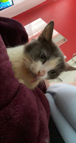 Illustration de l'article : 2 chatonnes atteintes d'un syndrome très rare peuvent compter sur le soutien infaillible de leur maîtresse