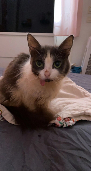 Illustration de l'article : 2 chatonnes atteintes d'un syndrome très rare peuvent compter sur le soutien infaillible de leur maîtresse