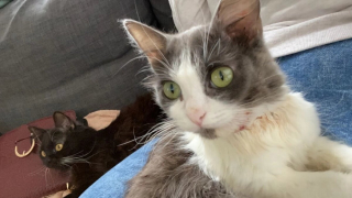 Illustration de l'article : 2 chatonnes atteintes d'un syndrome très rare peuvent compter sur le soutien infaillible de leur maîtresse