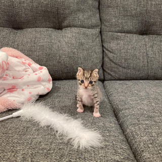 Illustration de l'article : Une petite chatonne à l'allure elfique se démène face à des débuts difficiles (vidéo)