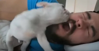 Illustration de l'article : Un chiot et son maître trouvent une manière originale de se réveiller le matin (vidéo)