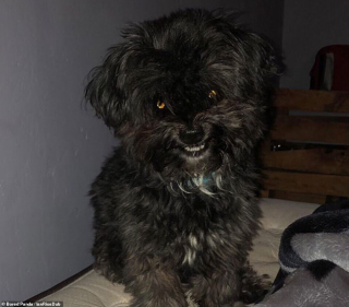 Illustration de l'article : 10 chiens et chats qui n'ont pas été photographiés au meilleur moment