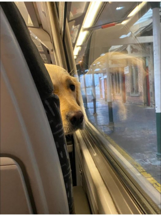 Illustration de l'article : 13 photos d'animaux attendrissantes et sources de bonne humeur