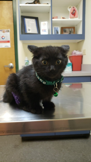 Illustration de l'article : 13 photos d'animaux attendrissantes et sources de bonne humeur