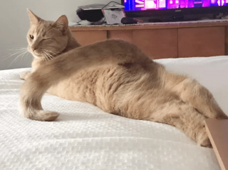 Illustration de l'article : 13 photos d'animaux attendrissantes et sources de bonne humeur