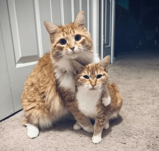 Illustration de l'article : 13 photos d'animaux attendrissantes et sources de bonne humeur