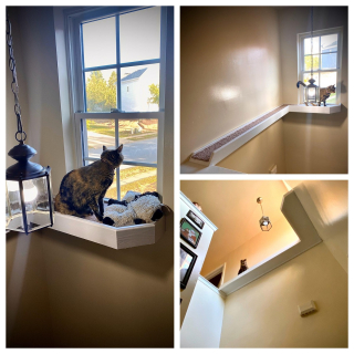 Illustration de l'article : 13 photos d'animaux attendrissantes et sources de bonne humeur