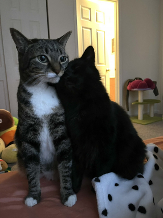 Illustration de l'article : 13 photos d'animaux attendrissantes et sources de bonne humeur