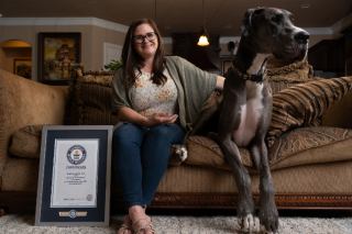 Illustration de l'article : Ce Dogue Allemand obtient le titre de plus grand chien du monde par le Guinness World Records (vidéo)
