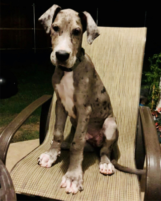 Illustration de l'article : Ce Dogue Allemand obtient le titre de plus grand chien du monde par le Guinness World Records (vidéo)