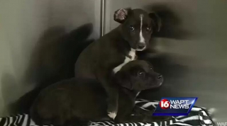 Illustration de l'article : Un homme fait l’horrible découverte de 2 chiots faits prisonniers dans les bois (vidéo)