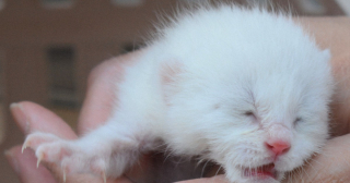 Illustration de l'article : Un chaton dont la mère venait de perdre la vie a été retrouvé juste à temps, caché dans le capot d’une voiture