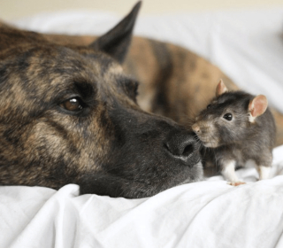 Illustration de l'article : 20 photos d'animaux qui viennent de connaître le coup de foudre amical